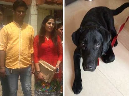 On keeping dog as pet you can loose electricity and water connection