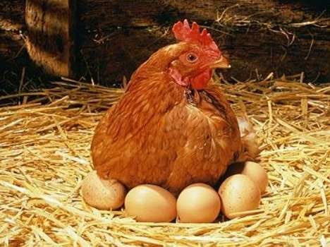 leopard killed hen, farmer want compensation