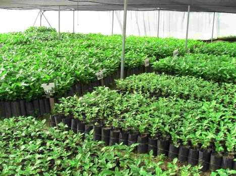 forgery in tree plantation of agriculture department.