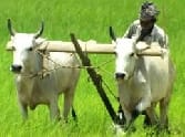 Debt, low crop The farmer's death