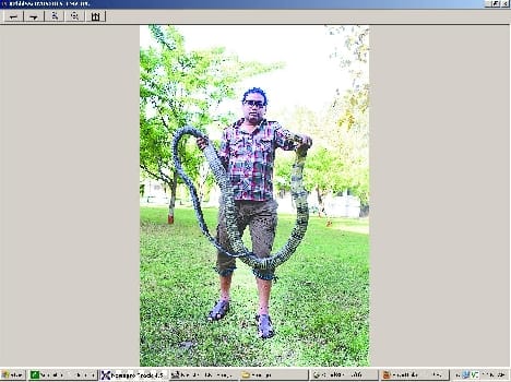 14 feet of the King Cobra stood watching horror