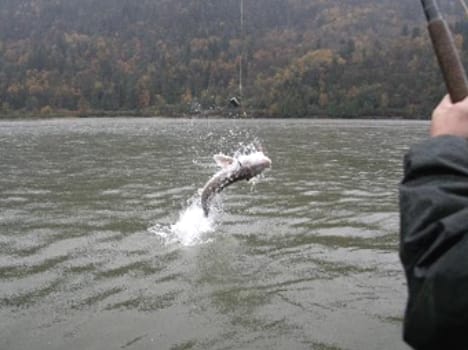 In the current outbreak, the death of the young man from the river in Chamba .