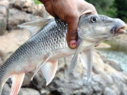In the current outbreak, the death of the young man from the river in Chamba .