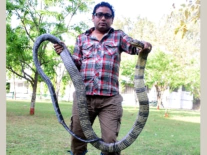 king cobra found in haldwani.