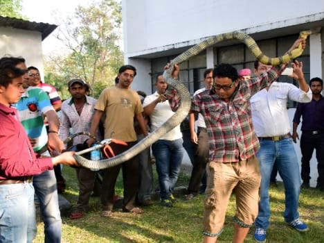 king cobra found in haldwani.