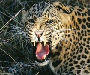 leopard killed the girl child.