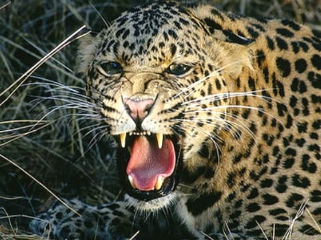 leopard attack children injured seriusly in rampur.