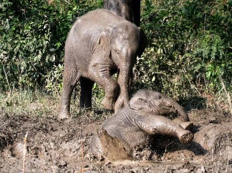 Elephant