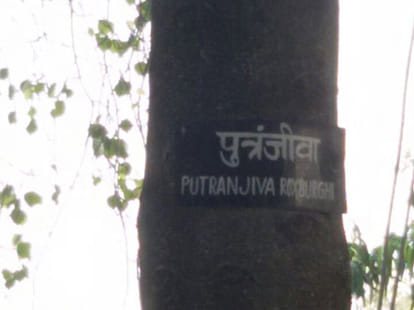 Putrjivak Trees have stood in Bijnor.