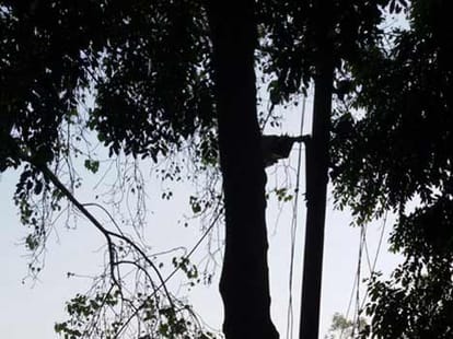 Putrjivak Trees have stood in Bijnor.