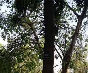Putrjivak Trees have stood in Bijnor.