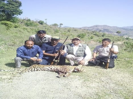 Janti man-eating leopard in the pile