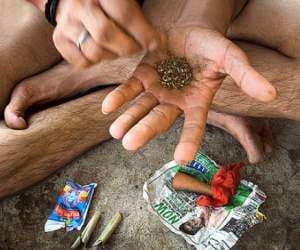smuggling: massive amounts of cannabis seized