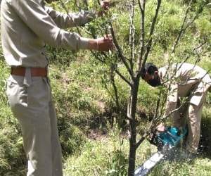 police cut down 1000 apple plant at mandi.