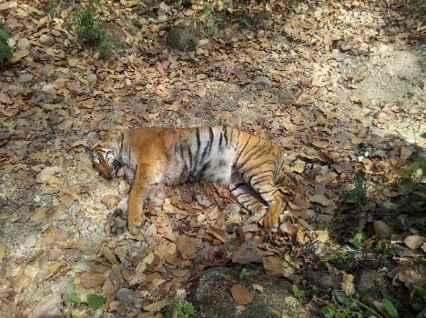 Kosi range tigress killed in Beit vala