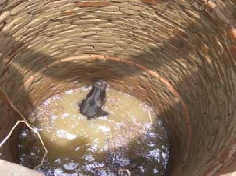 Calf rescued by filling in well water