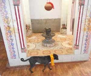 A dog was rounding the Shivling since 30 hours 