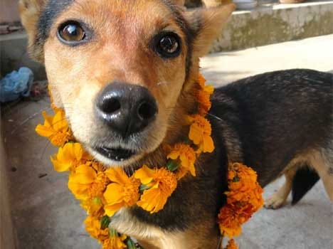 story of dog bhakti 