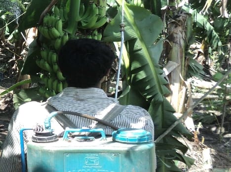 The use of chemical fertilizers are barren soil