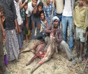 Wild pig attack The woman's death