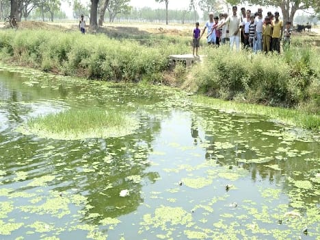 Abdullaganj in pond Dozens found dead turtles