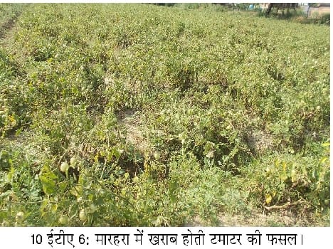 Tomato felt scorching black cutlets disease