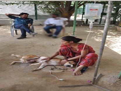 Social service for animal and dogs paired mausoleum. 