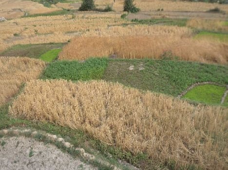 Hail damage to crops in Lahurgati