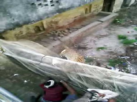  Leopard is the fear of villages