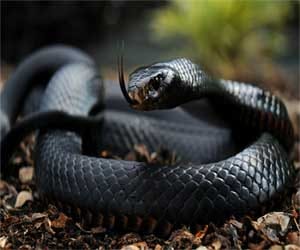 snake bite cases increase in jammu kashmir