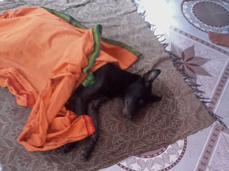 death of mysterious dog in jhansi