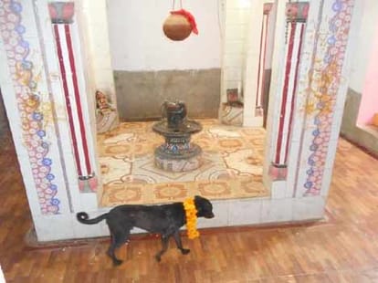 death of mysterious dog in jhansi