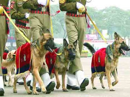 itbp will treat dog's by ayurvedic method