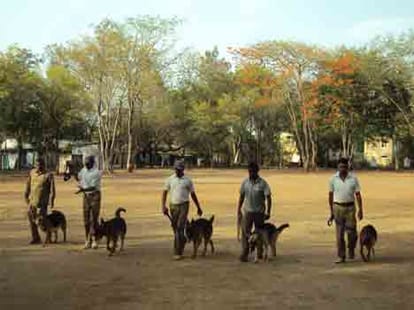 itbp will treat dog's by ayurvedic method