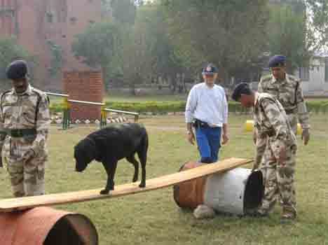 itbp will treat dog's by ayurvedic method