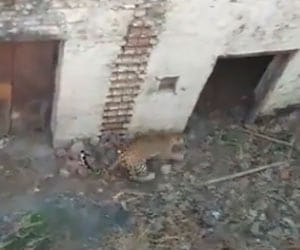 Ruckus after leopard enters in village.