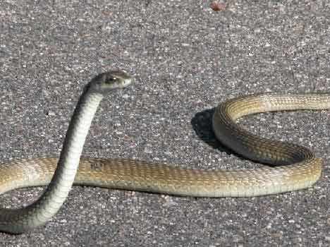 nagin found in professor house.