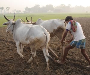 UP govt to issue 500 crore more for farmers.