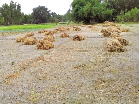 The rain grew harder for farmers
