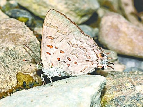 First appeared in Kumaon Redspat butterfly