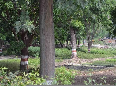 Fruit Tree