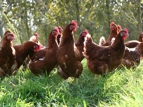 Know what haapened when the judge gave verdict on hen.
