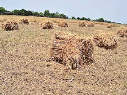 NGT strict on pollution, ban on burning straw in the fields