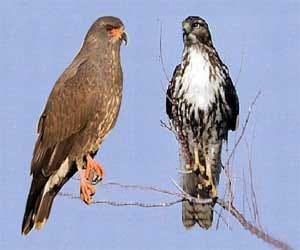 bird species found in uttarakhand.