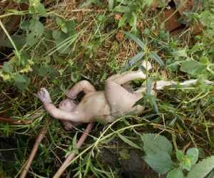 Dead body of a child found.