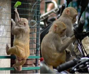 beat track system to count monkey in himachal.