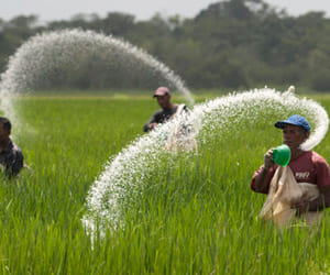 govt clears cut in urea subsidy