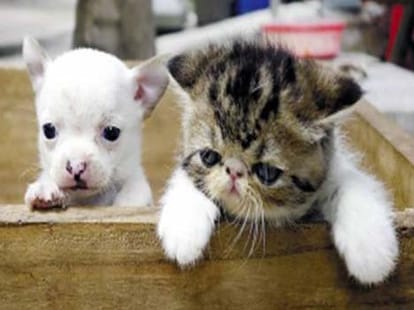 cat gives birth to puppy