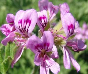 geranium  flower makes you rich.