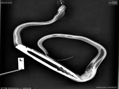 python who gulped tongs